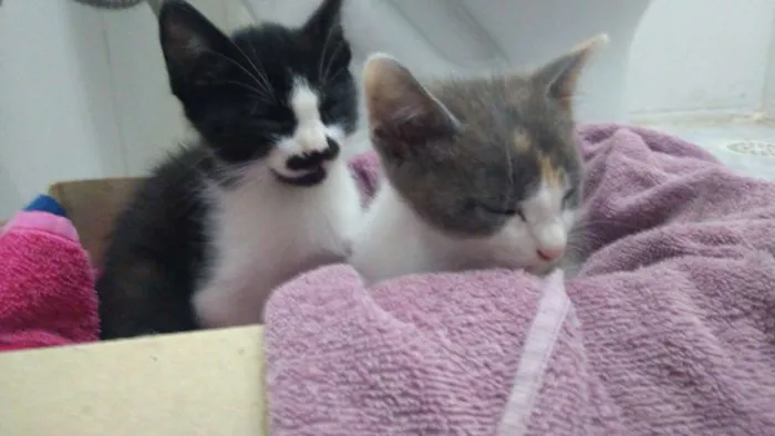 Gato ra a  idade 2 a 6 meses nome Não possuem