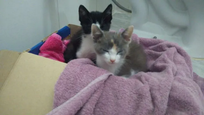 Gato ra a  idade 2 a 6 meses nome Não possuem