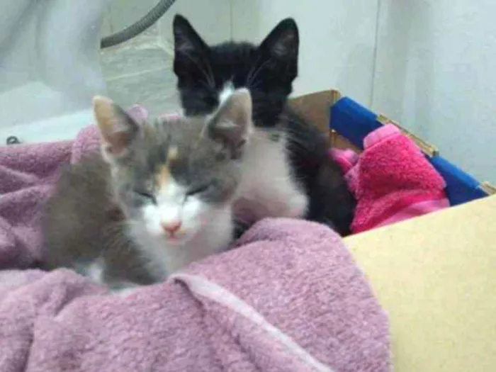 Gato ra a  idade 2 a 6 meses nome Não possuem