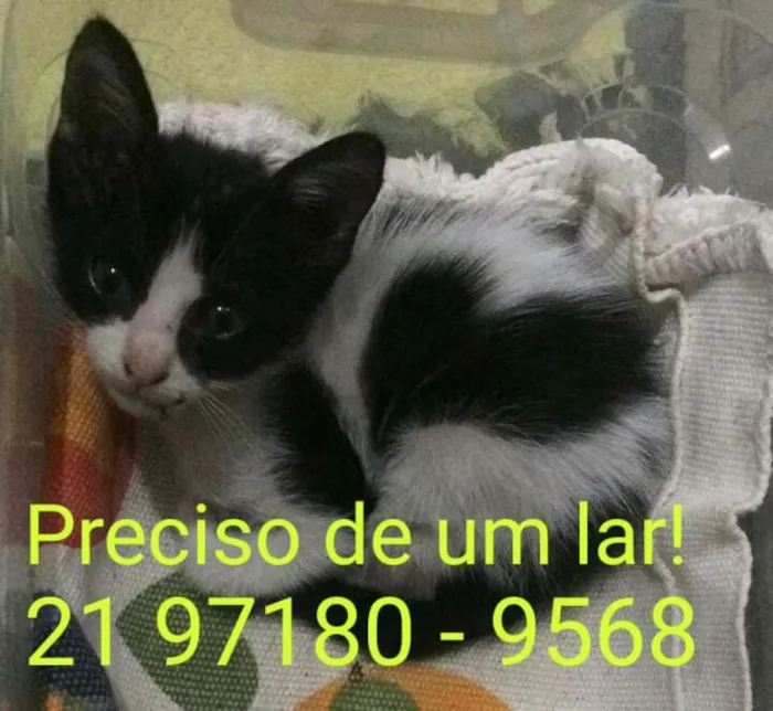 Gato ra a SRD idade Abaixo de 2 meses nome Sem nome