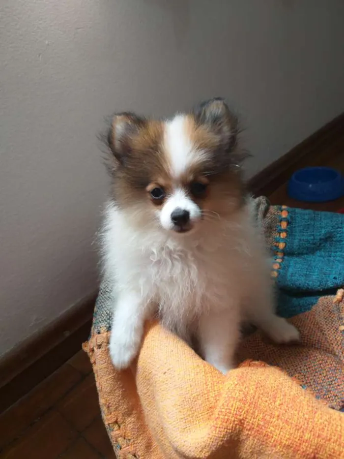 Cachorro ra a Spitz alemão  idade 2 a 6 meses nome Luna