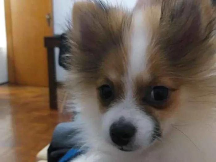 Cachorro ra a Spitz alemão  idade 2 a 6 meses nome Luna