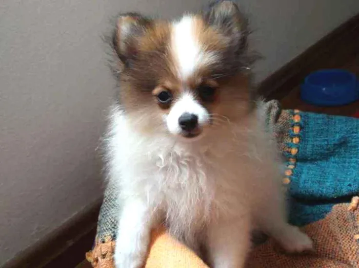 Cachorro ra a Spitz alemão  idade 2 a 6 meses nome Luna