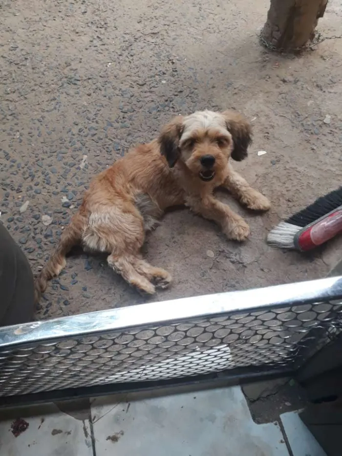 Cachorro raça Puddle com Sithizu idade 2 anos nome Bethoven