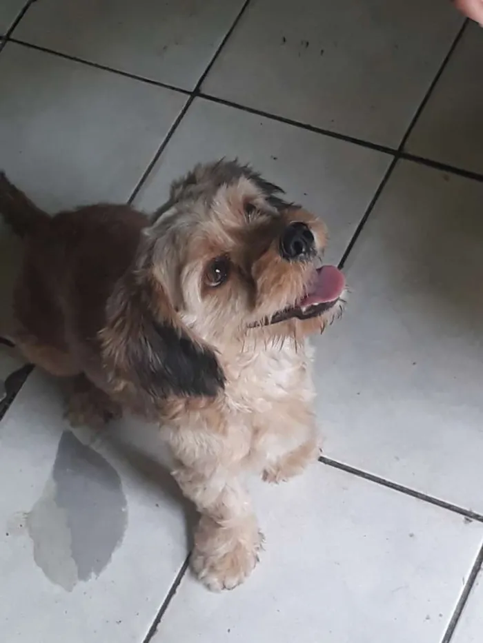 Cachorro raça Puddle com Sithizu idade 2 anos nome Bethoven