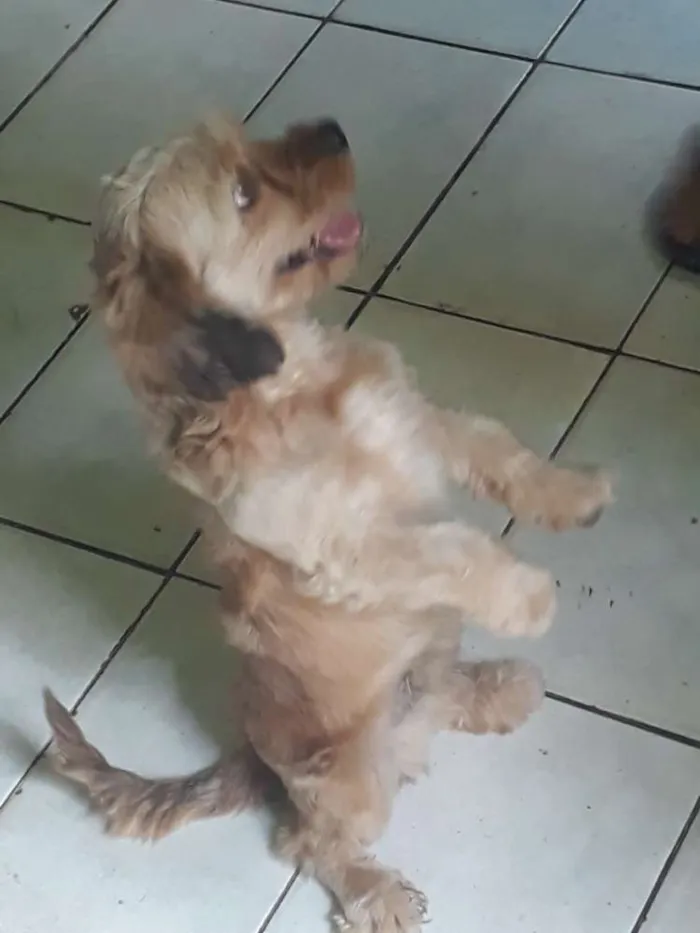 Cachorro raça Puddle com Sithizu idade 2 anos nome Bethoven