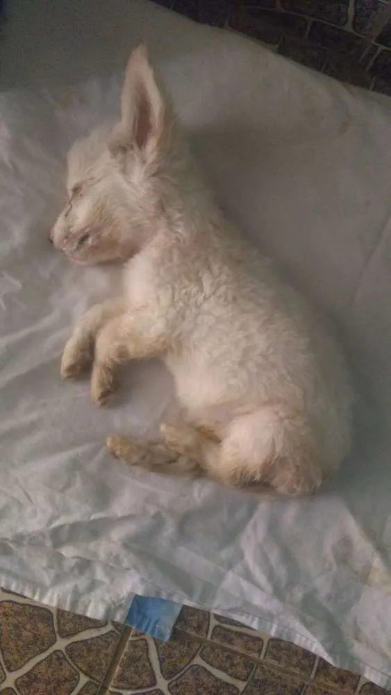 Cachorro ra a Misturado idade Abaixo de 2 meses nome Cuscuz