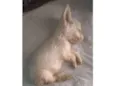 Cuscuz