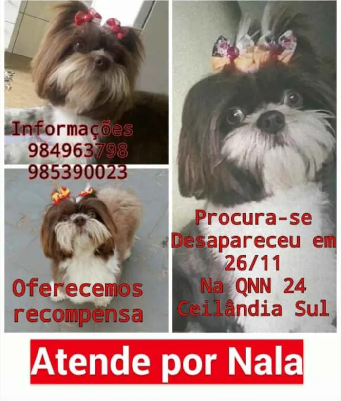 Cachorro ra a Shih Tzu idade 3 anos nome Nala