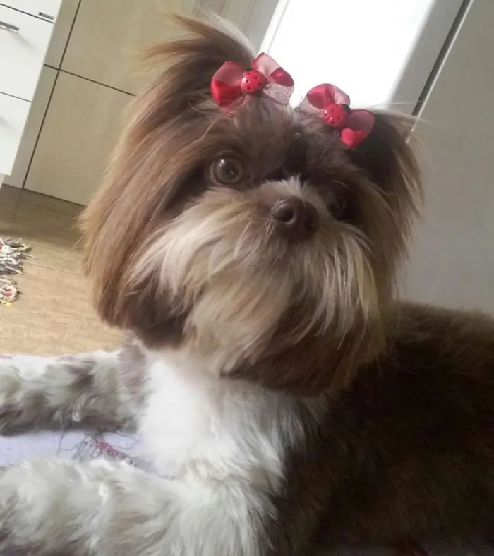 Cachorro ra a Shih Tzu idade 3 anos nome Nala