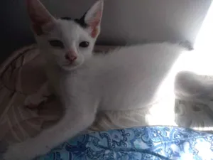 Gato raça SRD idade 2 a 6 meses nome Lua 