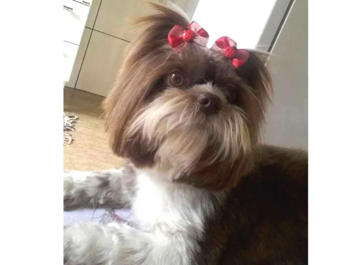 Cachorro ra a Shih Tzu idade 3 anos nome Nala