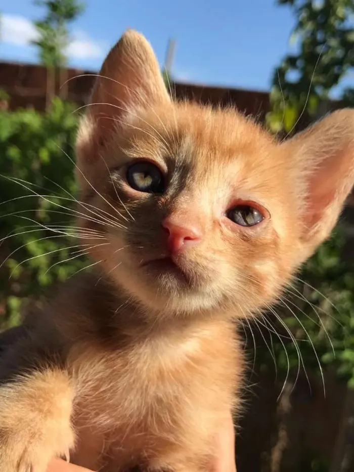 Gato ra a Não sabemos. idade Abaixo de 2 meses nome Não tem