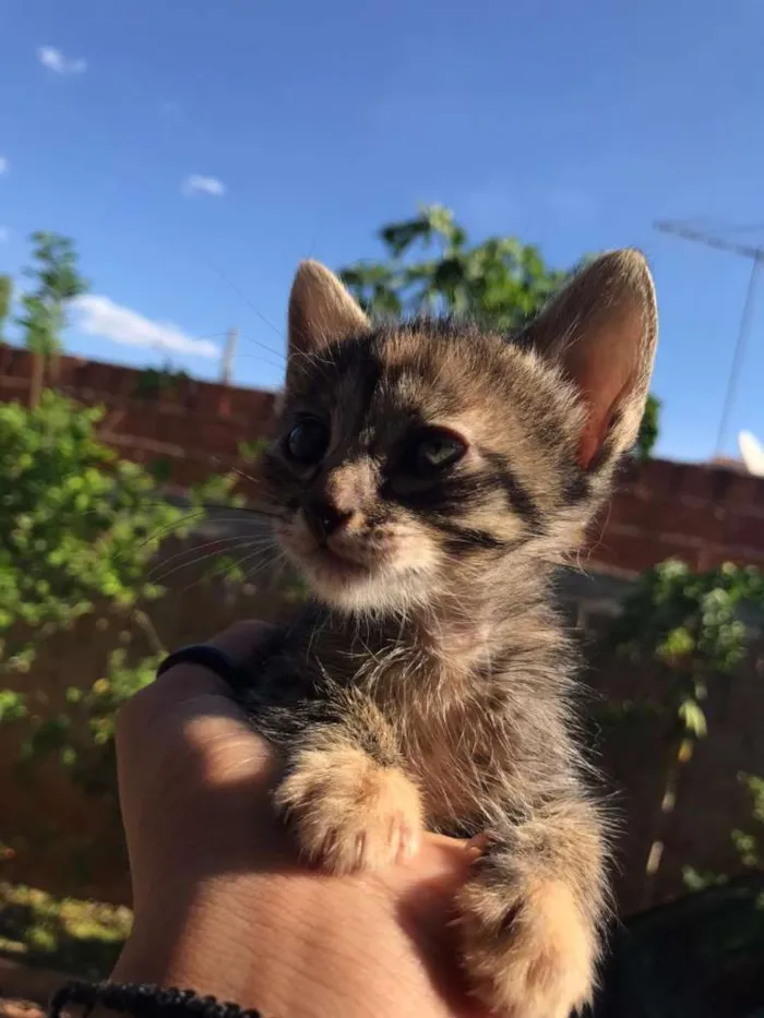 Gato ra a Não sabemos. idade Abaixo de 2 meses nome Não tem.