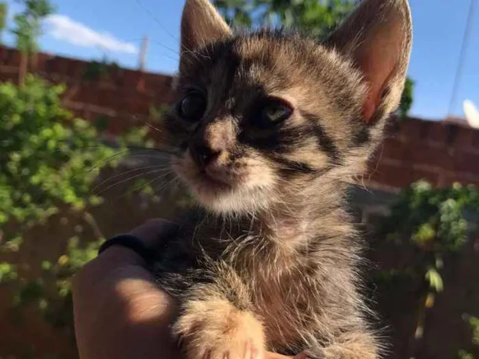 Gato ra a Não sabemos. idade Abaixo de 2 meses nome Não tem.