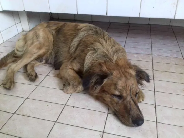 Cachorro ra a Srd idade 1 ano nome Mel