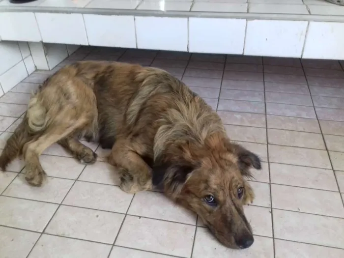 Cachorro ra a Srd idade 1 ano nome Mel