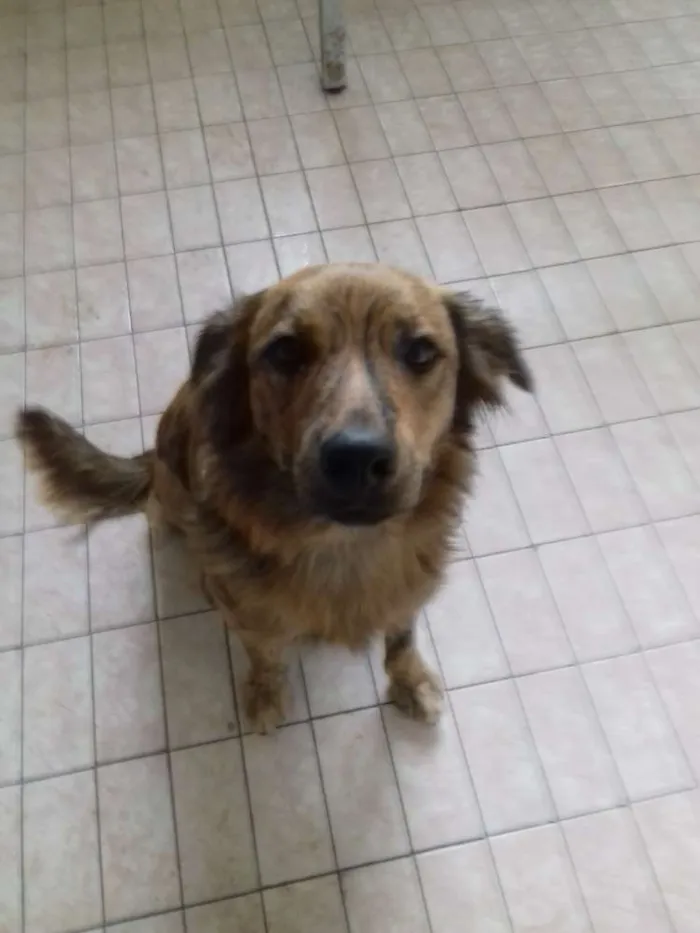 Cachorro ra a Srd idade 1 ano nome Mel