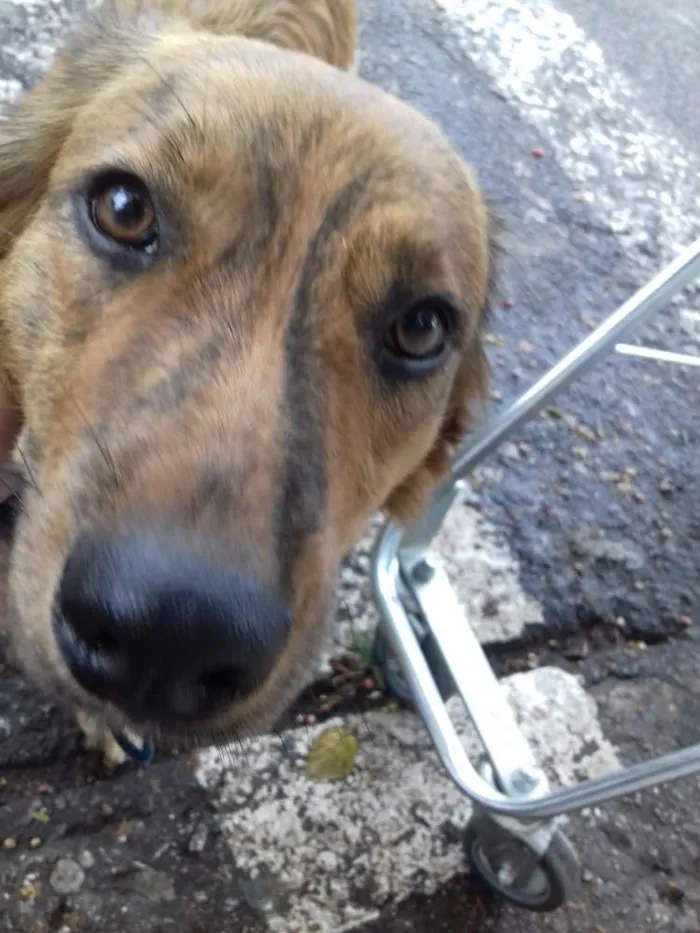 Cachorro ra a Srd idade 1 ano nome Mel