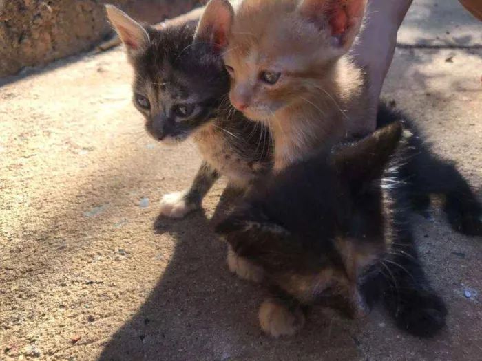 Gato ra a Não sabemos. idade Abaixo de 2 meses nome Não tem.