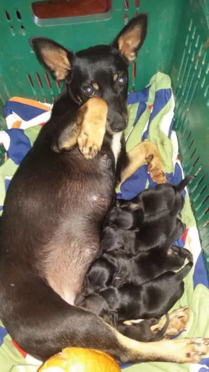Cachorro raça Pinther idade 1 ano nome Neguinha