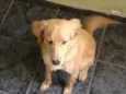 Biscoito