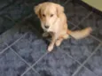 Biscoito
