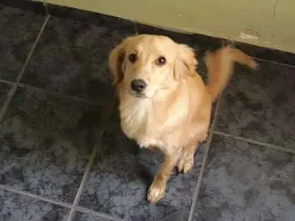 Cachorro ra a Nao sei idade 2 anos nome Biscoito