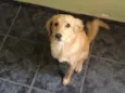 Biscoito
