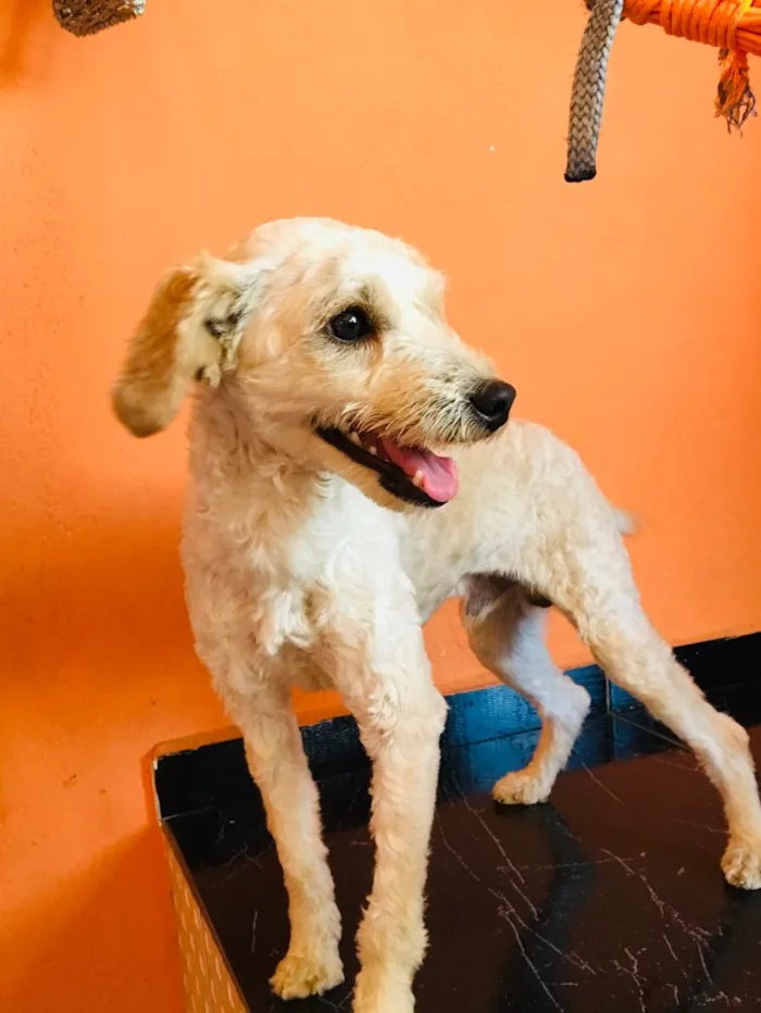 Cachorro ra a Puddle  idade 1 ano nome Fred