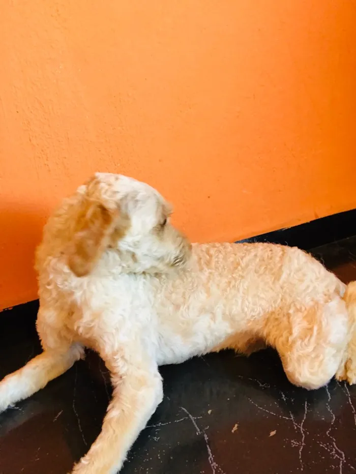 Cachorro ra a Puddle  idade 1 ano nome Fred