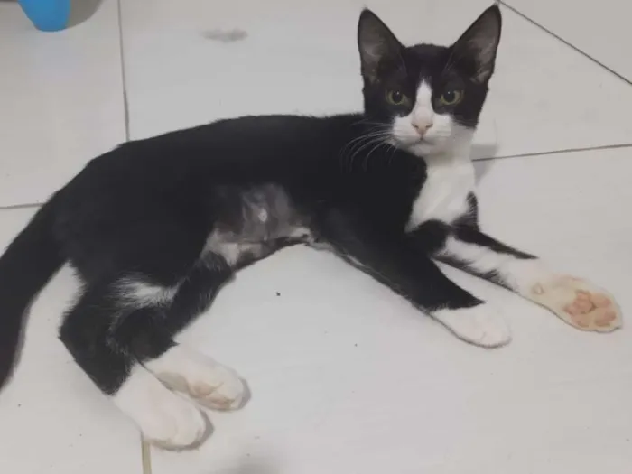 Gato ra a SRD idade 7 a 11 meses nome Jude