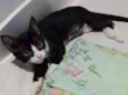 Jude