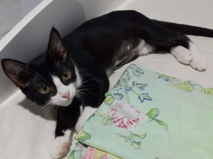 Gato ra a SRD idade 7 a 11 meses nome Jude