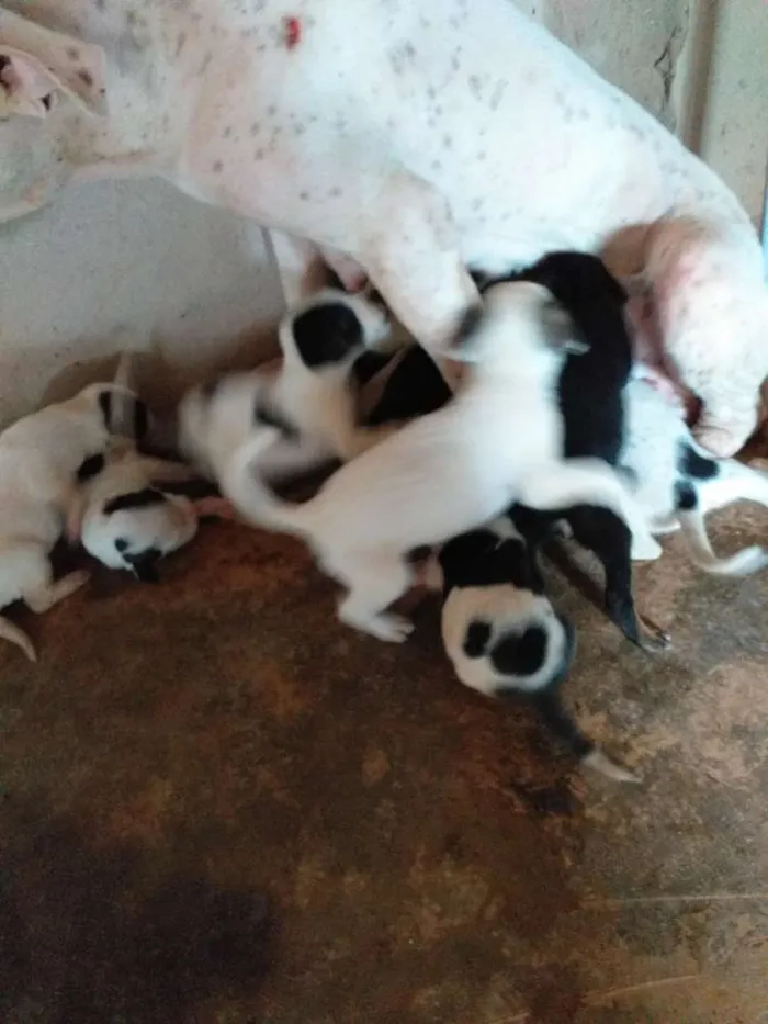 Cachorro raça Misto com pittbull idade Abaixo de 2 meses nome Sem nome