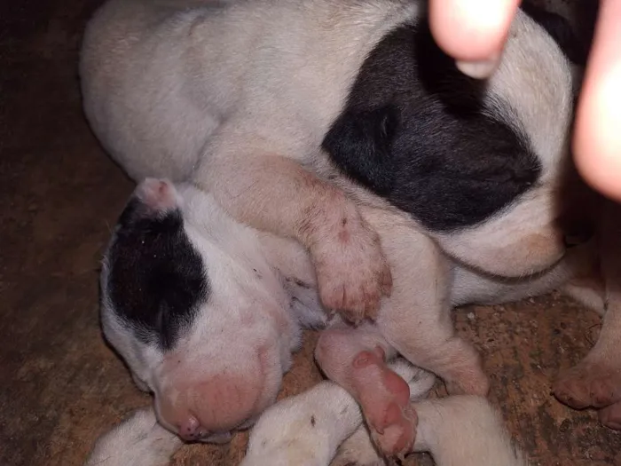 Cachorro raça Misto com pittbull idade Abaixo de 2 meses nome Sem nome