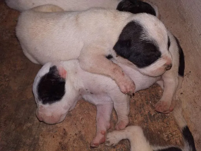 Cachorro raça Misto com pittbull idade Abaixo de 2 meses nome Sem nome
