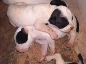 Cachorro raça Misto com pittbull idade Abaixo de 2 meses nome Sem nome