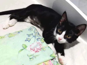 Gato raça SRD idade 7 a 11 meses nome Jude