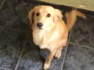 Cachorro raça Nao sei idade 2 anos nome Biscoito