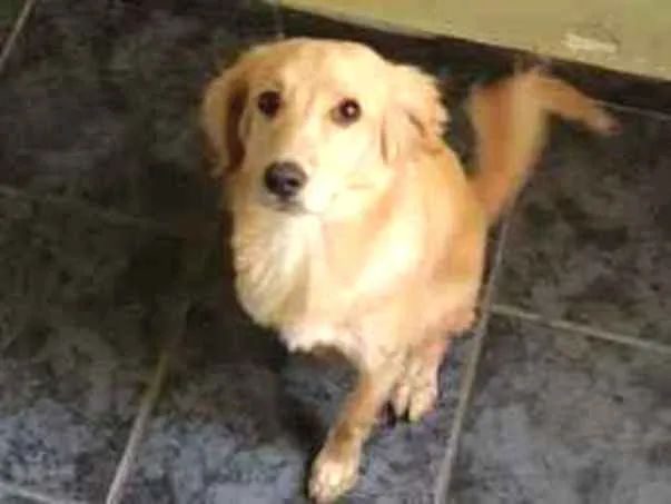 Cachorro ra a Nao sei idade 2 anos nome Biscoito