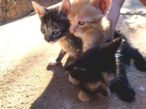 Gato raça Não sabemos. idade Abaixo de 2 meses nome Não tem.