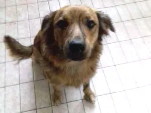 Cachorro raça Srd idade 1 ano nome Mel