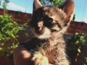 Gato raça Não sabemos. idade Abaixo de 2 meses nome Não tem.