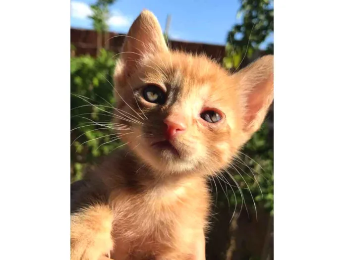 Gato ra a Não sabemos. idade Abaixo de 2 meses nome Não tem