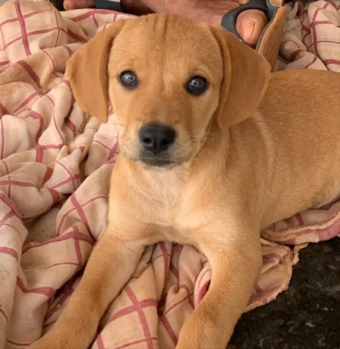 Cachorro ra a SRD idade 2 a 6 meses nome Mirra e Sarah