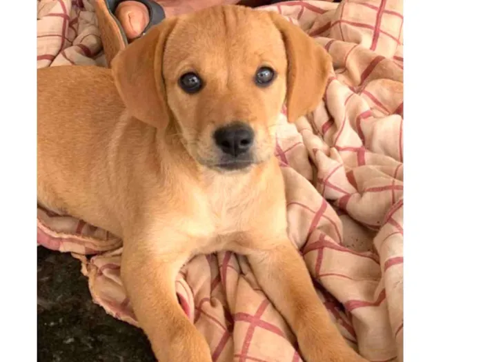 Cachorro ra a SRD idade 2 a 6 meses nome Mirra e Sarah