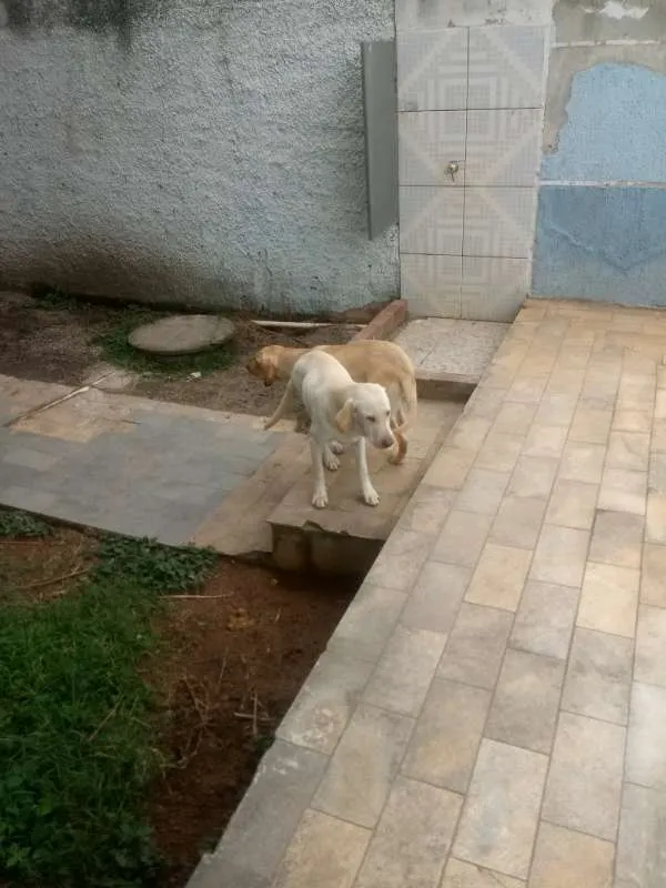 Cachorro ra a Labrador idade 7 a 11 meses nome Natara e Bartolomeu