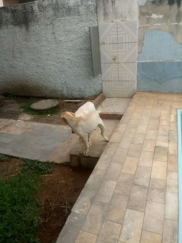 Cachorro ra a Labrador idade 7 a 11 meses nome Natara e Bartolomeu