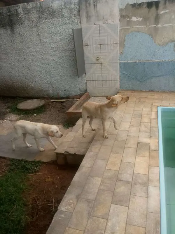 Cachorro ra a Labrador idade 7 a 11 meses nome Natara e Bartolomeu